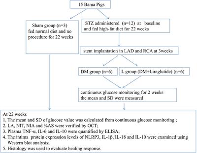 A GLP-1 Analog Liraglutide Reduces Intimal Hyperplasia After Coronary Stent Implantation via Regulation of Glycemic Variability and NLRP3 Inflammasome/IL-10 Signaling in Diabetic Swine